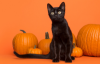 Black cat, sitting with pumpkins