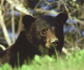 Black Bear